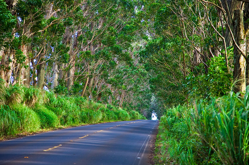 Tunnel of Trees Kauai