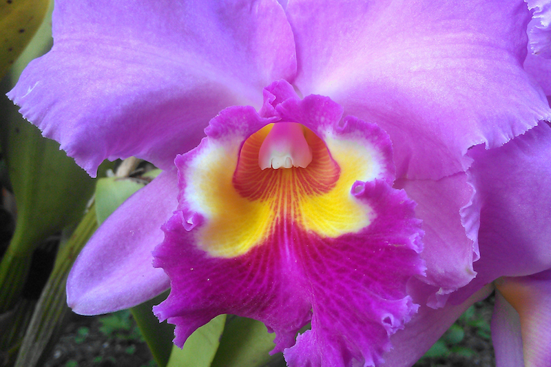 Kauai Orchid